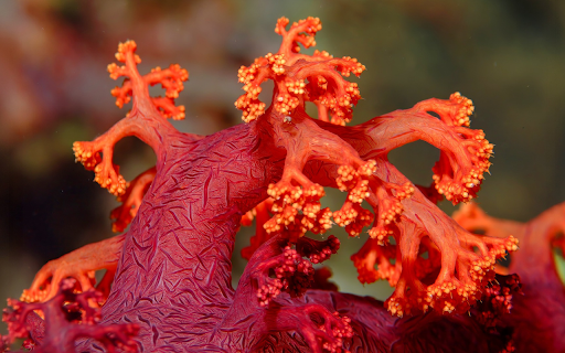 Red Coral from Chrome web store to be run with OffiDocs Chromium online Red Coral from Chrome web store to be run with OffiDocs Chromium online