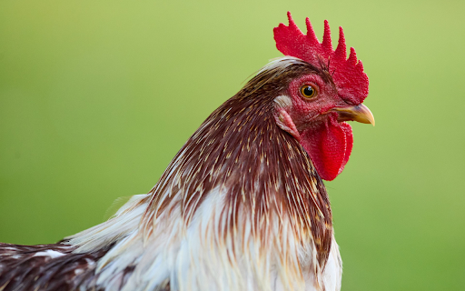 Red crested Rooster from Chrome web store to be run with OffiDocs Chromium online Red crested Rooster from Chrome web store to be run with OffiDocs Chromium online