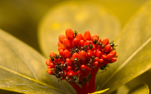 red flower branch and ants from Chrome web store to be run with OffiDocs Chromium online red flower branch and ants from Chrome web store to be run with OffiDocs Chromium online
