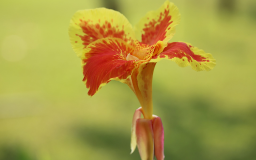 Red flower with yellow spots from Chrome web store to be run with OffiDocs Chromium online Red flower with yellow spots from Chrome web store to be run with OffiDocs Chromium online