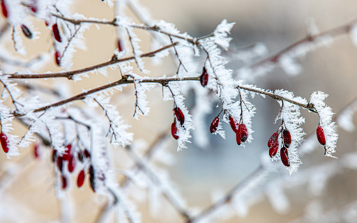 Red Fruit and White Snow from Chrome web store to be run with OffiDocs Chromium online Red Fruit and White Snow from Chrome web store to be run with OffiDocs Chromium online