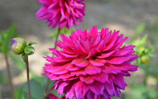 Red gerbera from Chrome web store to be run with OffiDocs Chromium online Red gerbera from Chrome web store to be run with OffiDocs Chromium online