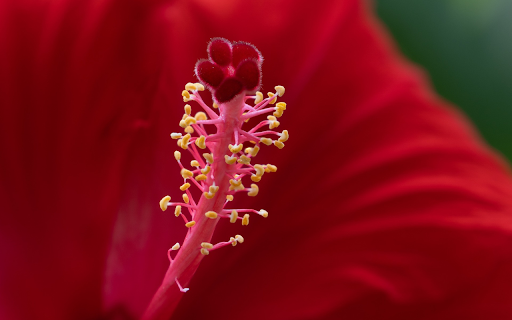 Red Hibiscus from Chrome web store to be run with OffiDocs Chromium online Red Hibiscus from Chrome web store to be run with OffiDocs Chromium online