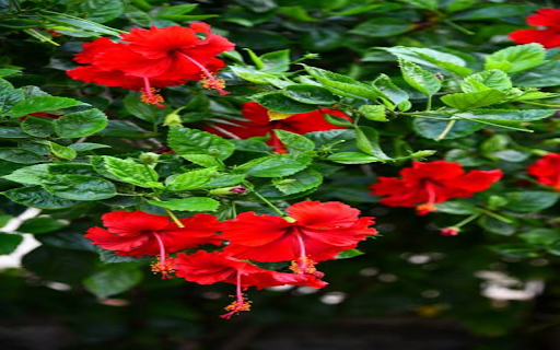 red hibiscus flower wallpaper from Chrome web store to be run with OffiDocs Chromium online red hibiscus flower wallpaper from Chrome web store to be run with OffiDocs Chromium online