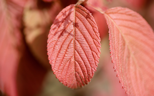 Red leaf from Chrome web store to be run with OffiDocs Chromium online Red leaf from Chrome web store to be run with OffiDocs Chromium online