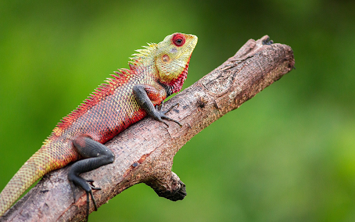 Red lizard from Chrome web store to be run with OffiDocs Chromium online Red lizard from Chrome web store to be run with OffiDocs Chromium online