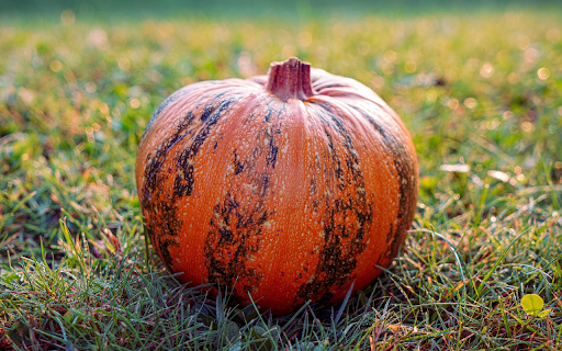 Red pumpkin with green stripes from Chrome web store to be run with OffiDocs Chromium online Red pumpkin with green stripes from Chrome web store to be run with OffiDocs Chromium online