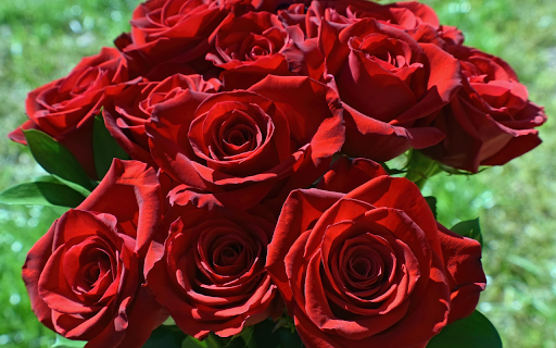 Red roses from Chrome web store to be run with OffiDocs Chromium online Red roses from Chrome web store to be run with OffiDocs Chromium online