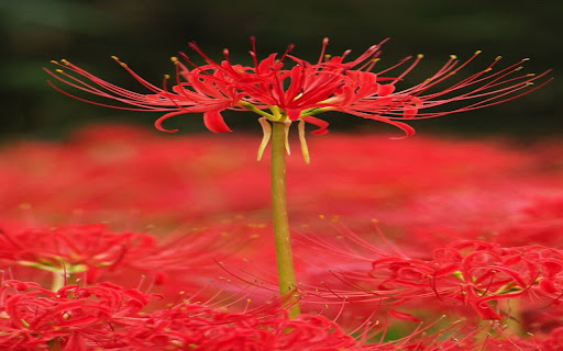 red spider lily wallpaper from Chrome web store to be run with OffiDocs Chromium online red spider lily wallpaper from Chrome web store to be run with OffiDocs Chromium online