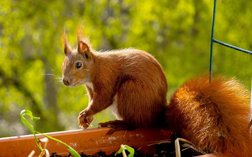 Red Squirrel with a Fluffy Tail from Chrome web store to be run with OffiDocs Chromium online Red Squirrel with a Fluffy Tail from Chrome web store to be run with OffiDocs Chromium online