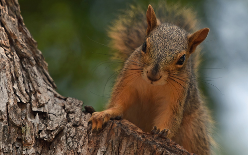 Red Squirrel with Silky Fur from Chrome web store to be run with OffiDocs Chromium online Red Squirrel with Silky Fur from Chrome web store to be run with OffiDocs Chromium online