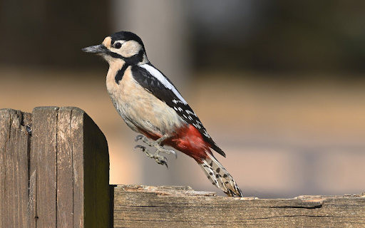 Red tailed Bird from Chrome web store to be run with OffiDocs Chromium online Red tailed Bird from Chrome web store to be run with OffiDocs Chromium online