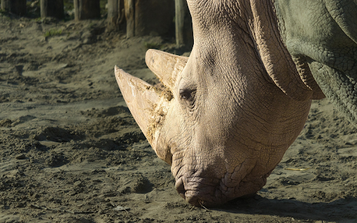 Rhinoceros and the Big Horn from Chrome web store to be run with OffiDocs Chromium online Rhinoceros and the Big Horn from Chrome web store to be run with OffiDocs Chromium online