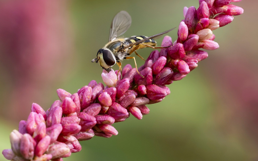 Rice Flower and Bee from Chrome web store to be run with OffiDocs Chromium online Rice Flower and Bee from Chrome web store to be run with OffiDocs Chromium online