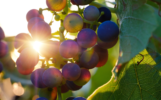 Ripe grapes from Chrome web store to be run with OffiDocs Chromium online Ripe grapes from Chrome web store to be run with OffiDocs Chromium online