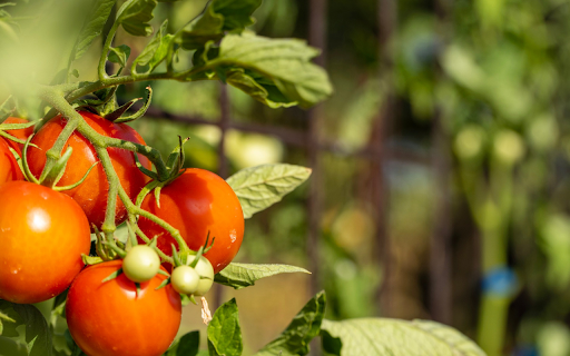 Ripe tomatoes from Chrome web store to be run with OffiDocs Chromium online Ripe tomatoes from Chrome web store to be run with OffiDocs Chromium online