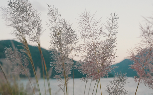 riverside grass from Chrome web store to be run with OffiDocs Chromium online riverside grass from Chrome web store to be run with OffiDocs Chromium online