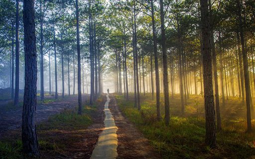 Road in the forest from Chrome web store to be run with OffiDocs Chromium online Road in the forest from Chrome web store to be run with OffiDocs Chromium online
