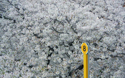 Road Sign against the Background of Trees in Blossom from Chrome web store to be run with OffiDocs Chromium online Road Sign against the Background of Trees in Blossom from Chrome web store to be run with OffiDocs Chromium online