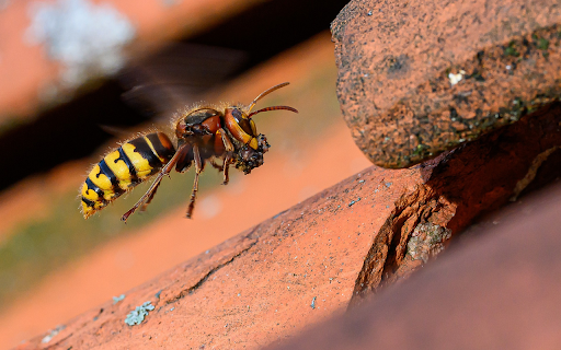 rocks and bees from Chrome web store to be run with OffiDocs Chromium online rocks and bees from Chrome web store to be run with OffiDocs Chromium online