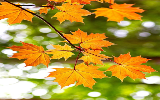 Romantic maple leaf wallpaper from Chrome web store to be run with OffiDocs Chromium online Romantic maple leaf wallpaper from Chrome web store to be run with OffiDocs Chromium online