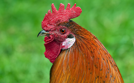 Rooster mao bud from Chrome web store to be run with OffiDocs Chromium online Rooster mao bud from Chrome web store to be run with OffiDocs Chromium online