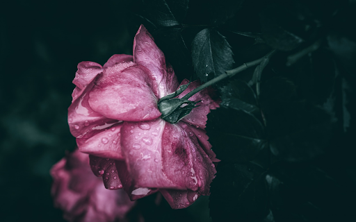 Rose bathed in the night rain from Chrome web store to be run with OffiDocs Chromium online Rose bathed in the night rain from Chrome web store to be run with OffiDocs Chromium online