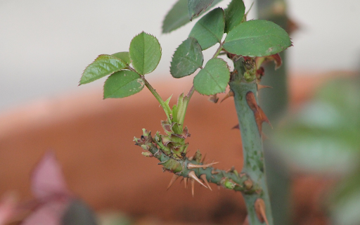 Rose branches have many thorns from Chrome web store to be run with OffiDocs Chromium online Rose branches have many thorns from Chrome web store to be run with OffiDocs Chromium online