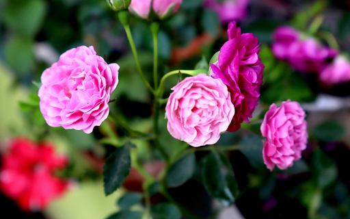 Rose Branch Full of Flowers from Chrome web store to be run with OffiDocs Chromium online Rose Branch Full of Flowers from Chrome web store to be run with OffiDocs Chromium online
