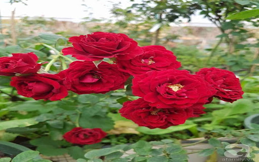rose garden wallpaper from Chrome web store to be run with OffiDocs Chromium online rose garden wallpaper from Chrome web store to be run with OffiDocs Chromium online