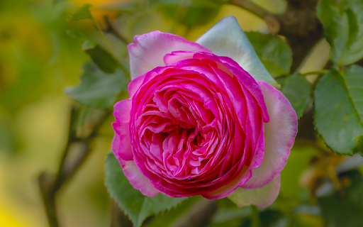 Round bouquet of petals from Chrome web store to be run with OffiDocs Chromium online Round bouquet of petals from Chrome web store to be run with OffiDocs Chromium online