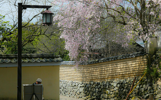 Scenic Cherry Blossom Pathway in Historic Nara from Chrome web store to be run with OffiDocs Chromium online Scenic Cherry Blossom Pathway in Historic Nara from Chrome web store to be run with OffiDocs Chromium online