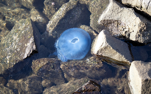 Sea Creatures from Chrome web store to be run with OffiDocs Chromium online Sea Creatures from Chrome web store to be run with OffiDocs Chromium online