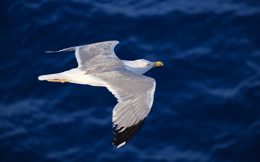 Seagull from Chrome web store to be run with OffiDocs Chromium online Seagull from Chrome web store to be run with OffiDocs Chromium online