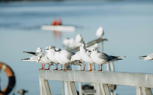 Seagull on Railing from Chrome web store to be run with OffiDocs Chromium online Seagull on Railing from Chrome web store to be run with OffiDocs Chromium online