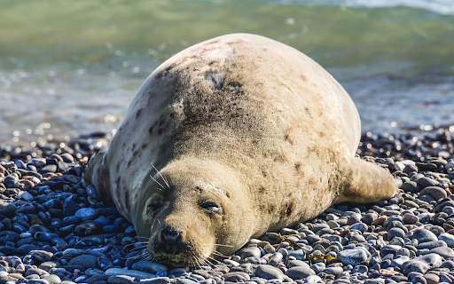 Sea lion from Chrome web store to be run with OffiDocs Chromium online Sea lion from Chrome web store to be run with OffiDocs Chromium online
