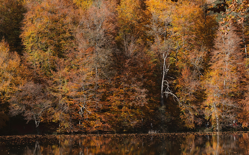 Serene Autumn Forest Lake in Bolu, Türkiye from Chrome web store to be run with OffiDocs Chromium online Serene Autumn Forest Lake in Bolu, Türkiye from Chrome web store to be run with OffiDocs Chromium online