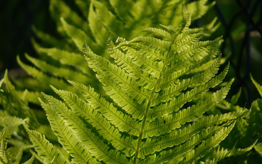 Serrated leaves from Chrome web store to be run with OffiDocs Chromium online Serrated leaves from Chrome web store to be run with OffiDocs Chromium online
