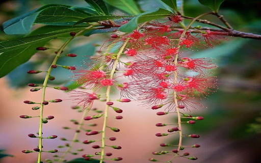 Sesame flowers wallpaper from Chrome web store to be run with OffiDocs Chromium online Sesame flowers wallpaper from Chrome web store to be run with OffiDocs Chromium online