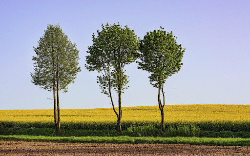 Shade trees and fields from Chrome web store to be run with OffiDocs Chromium online Shade trees and fields from Chrome web store to be run with OffiDocs Chromium online