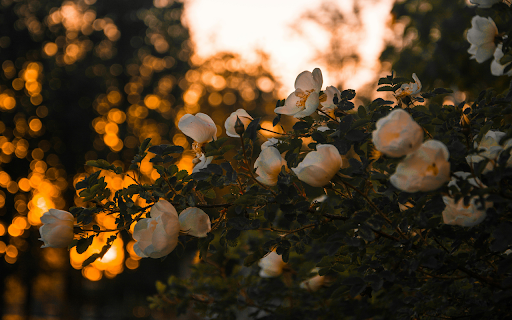 Shallow Focus Photography of Pink Flowers from Chrome web store to be run with OffiDocs Chromium online Shallow Focus Photography of Pink Flowers from Chrome web store to be run with OffiDocs Chromium online