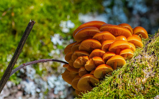 Shiny Golden Mushrooms from Chrome web store to be run with OffiDocs Chromium online Shiny Golden Mushrooms from Chrome web store to be run with OffiDocs Chromium online
