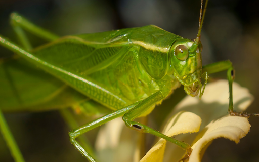 Shiny green grasshopper from Chrome web store to be run with OffiDocs Chromium online Shiny green grasshopper from Chrome web store to be run with OffiDocs Chromium online