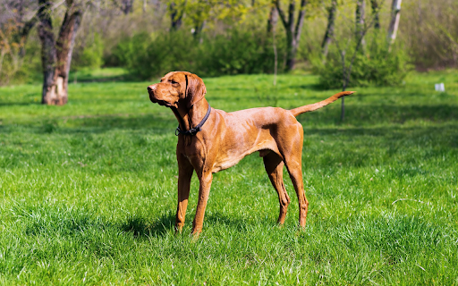 Shiny yellow dog from Chrome web store to be run with OffiDocs Chromium online Shiny yellow dog from Chrome web store to be run with OffiDocs Chromium online