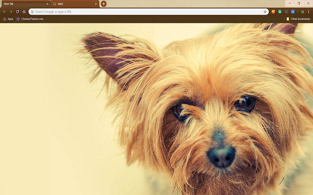 Silky Terrier from Chrome web store to be run with OffiDocs Chromium online Silky Terrier from Chrome web store to be run with OffiDocs Chromium online
