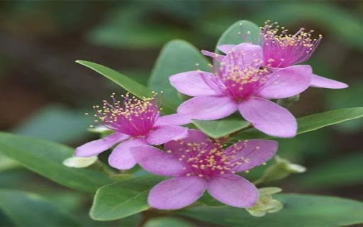 sim flower wallpaper from Chrome web store to be run with OffiDocs Chromium online sim flower wallpaper from Chrome web store to be run with OffiDocs Chromium online