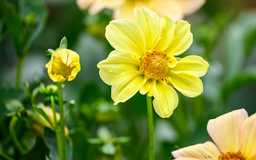 Single petaled yellow dahlia from Chrome web store to be run with OffiDocs Chromium online Single petaled yellow dahlia from Chrome web store to be run with OffiDocs Chromium online