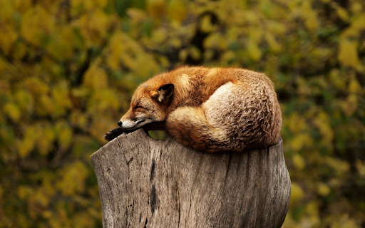 Sleeping fox from Chrome web store to be run with OffiDocs Chromium online Sleeping fox from Chrome web store to be run with OffiDocs Chromium online