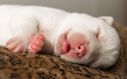 Sleeping Puppy: A Bundle of Cuteness and Comfort from Chrome web store to be run with OffiDocs Chromium online Sleeping Puppy: A Bundle of Cuteness and Comfort from Chrome web store to be run with OffiDocs Chromium online