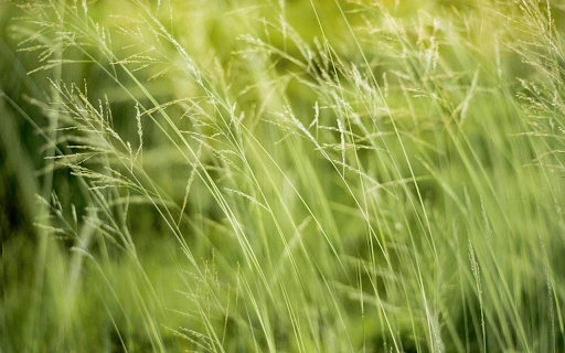 Small Grass Flower from Chrome web store to be run with OffiDocs Chromium online Small Grass Flower from Chrome web store to be run with OffiDocs Chromium online